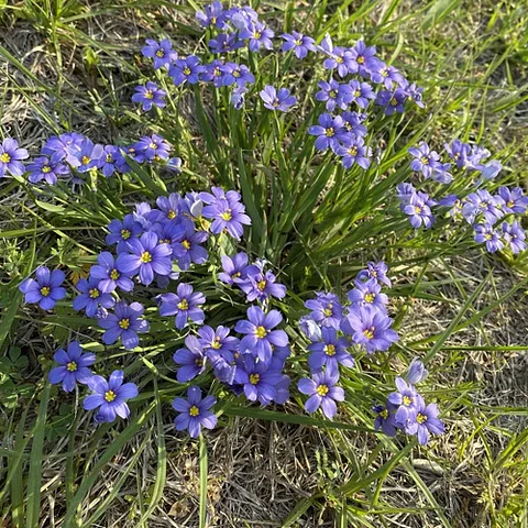 Sisyrinchium chilense azul