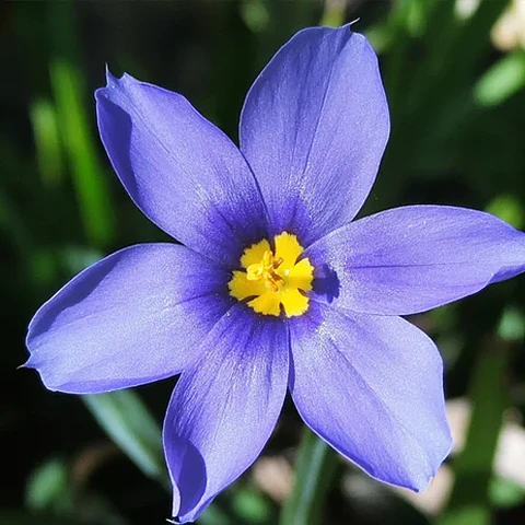 Sisyrinchium chilense azul