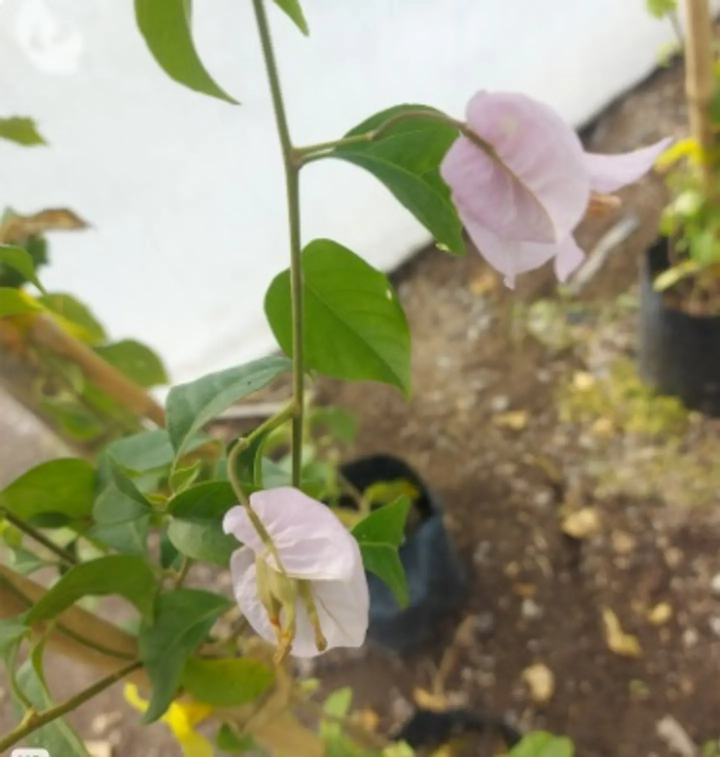 Bugambilea Trepadora 5