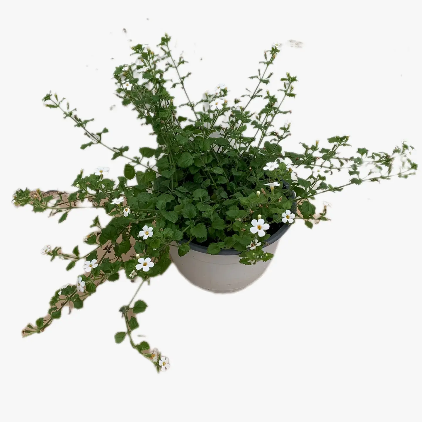 Bacopa 4