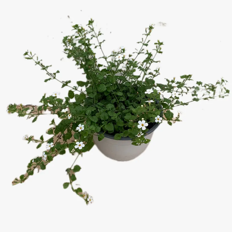 Bacopa 4