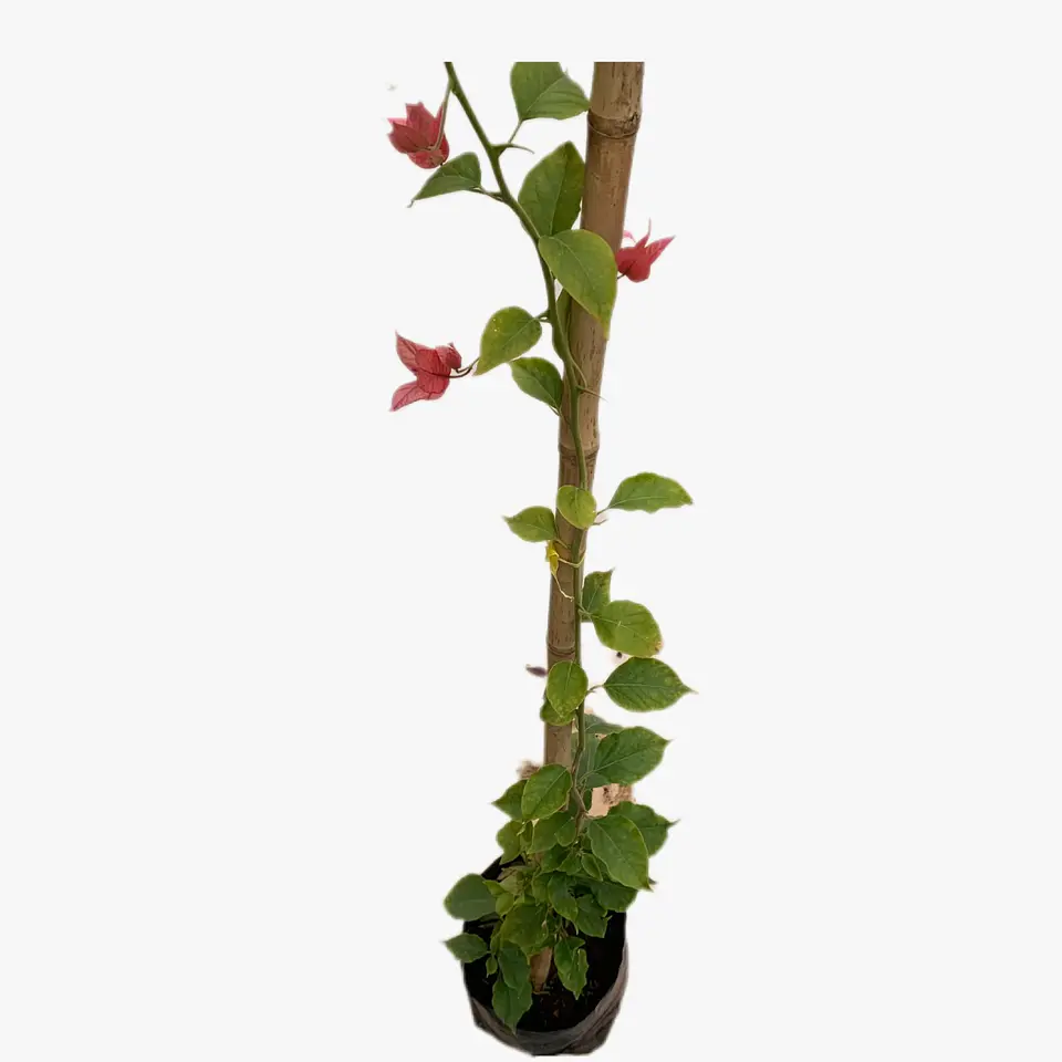Bugambilea Trepadora 6