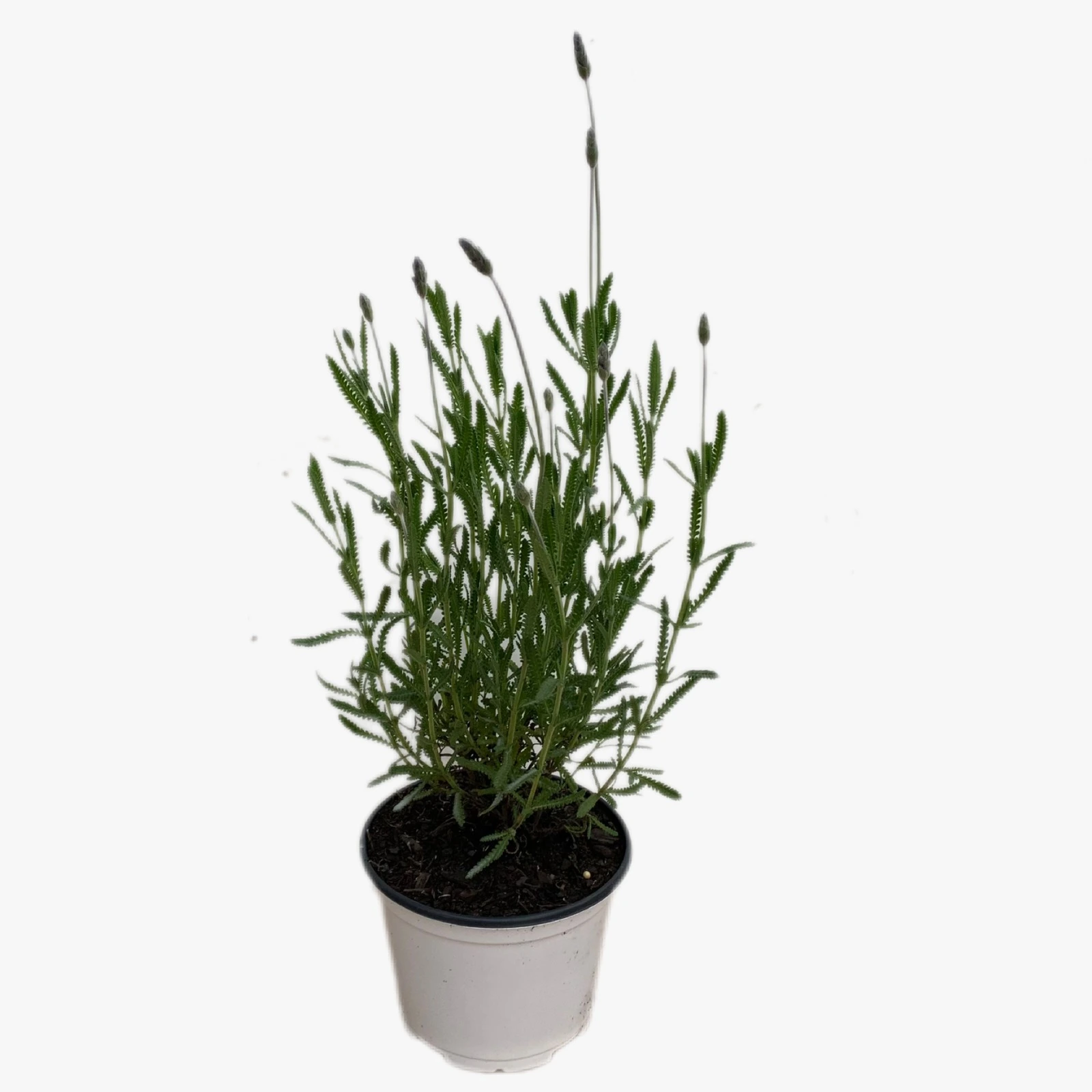 Lavanda Francesa 4