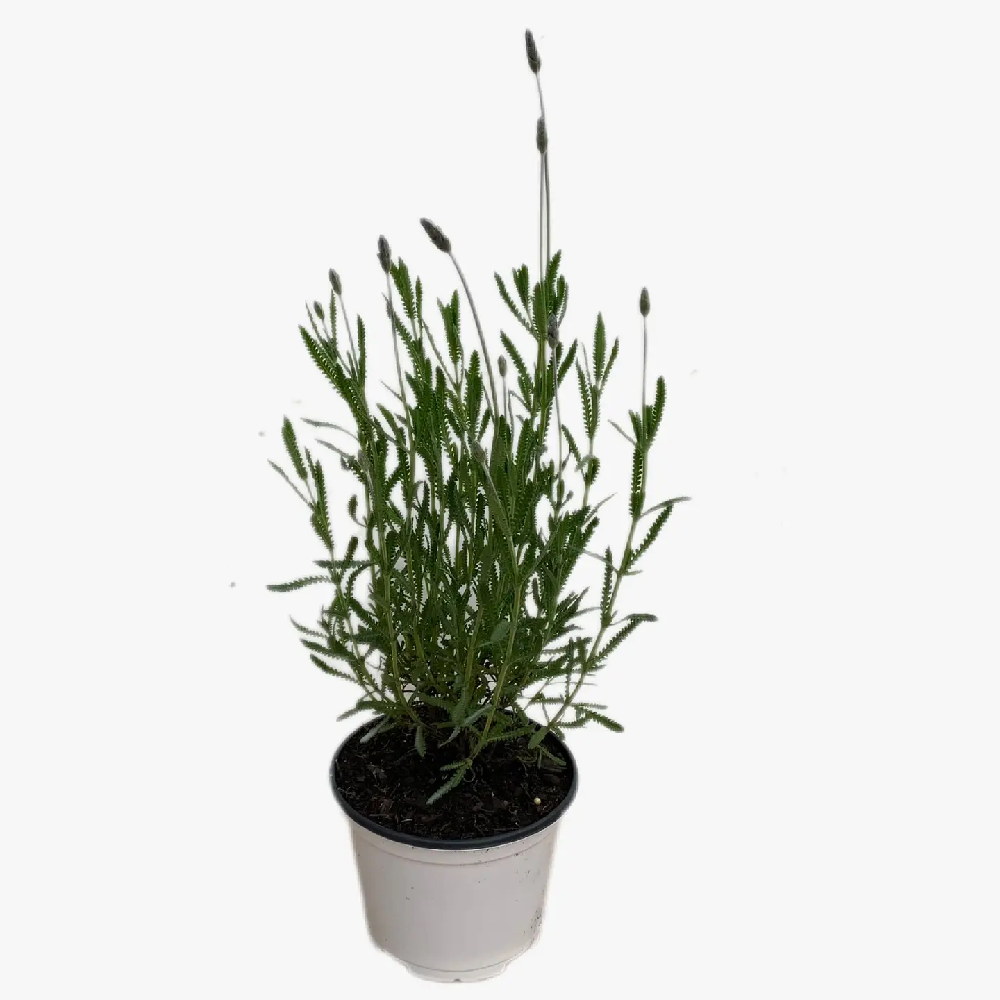 Lavanda Francesa 4