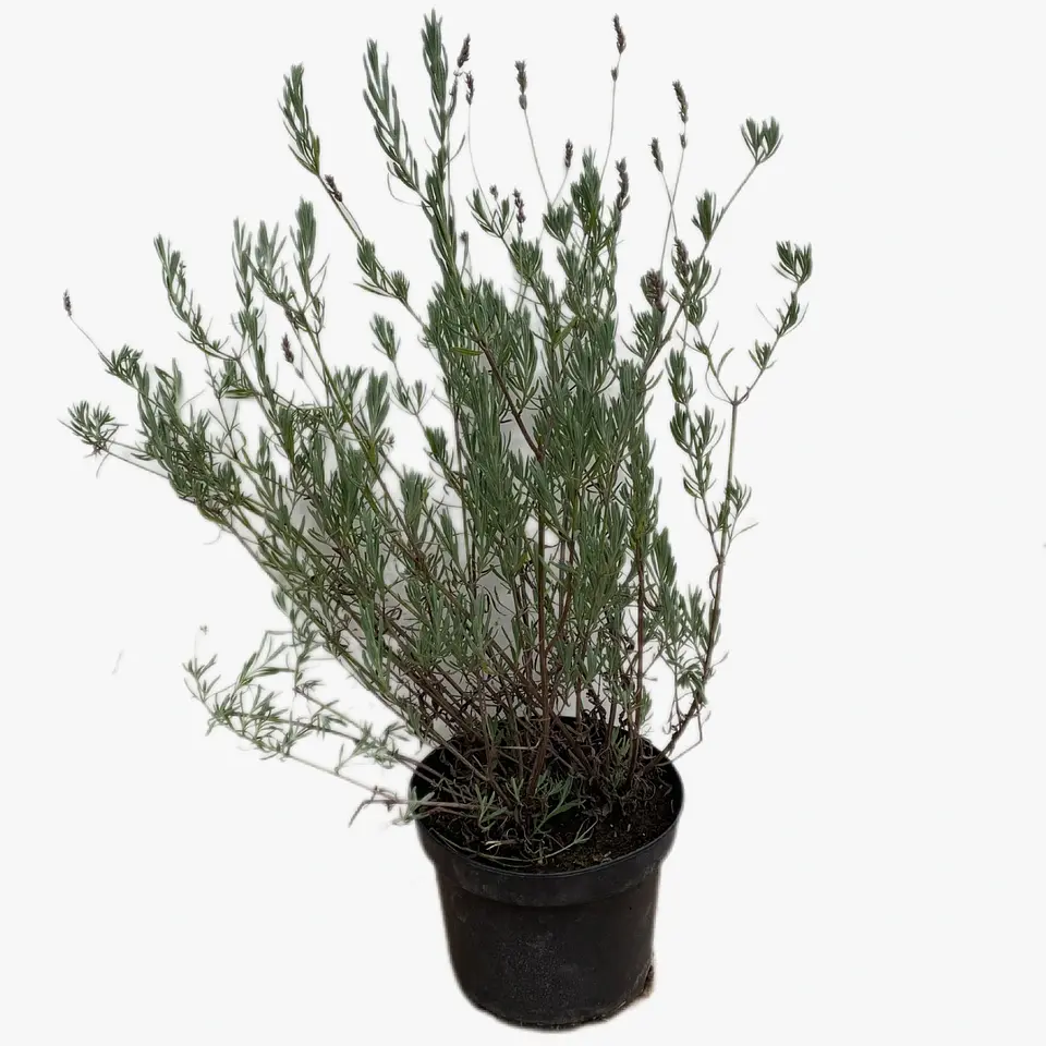 Lavanda inglesa morada 3