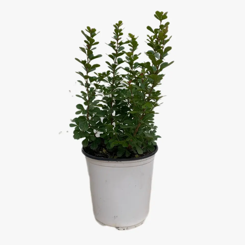 Rhus crenata 4