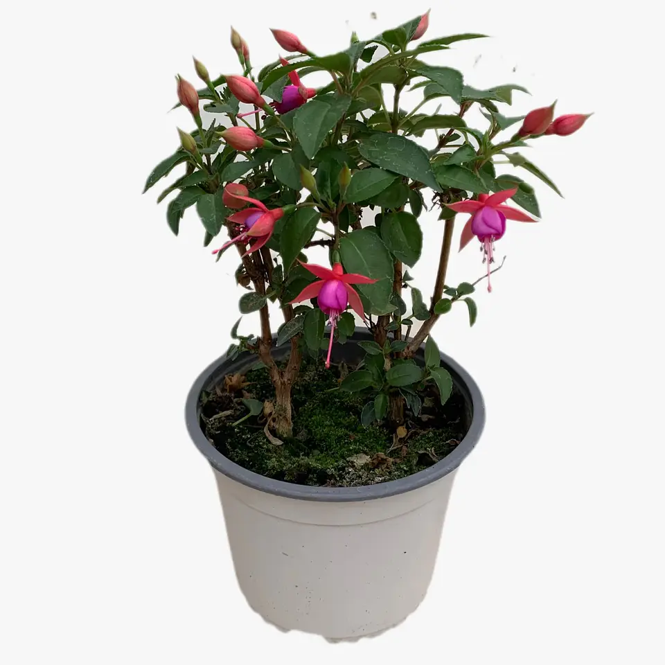 Fucsia 7