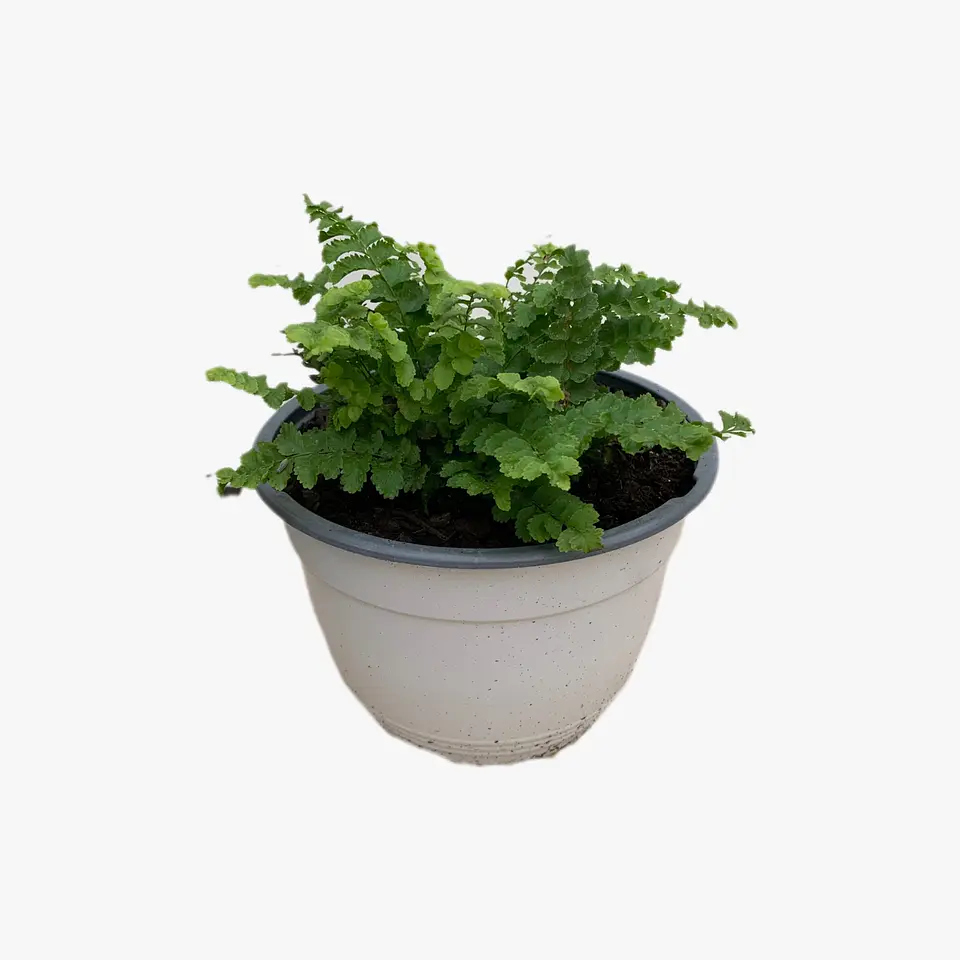 Helecho bolito nephrolesis pompom 3