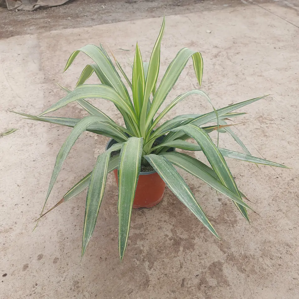 Yucca Variegada 1