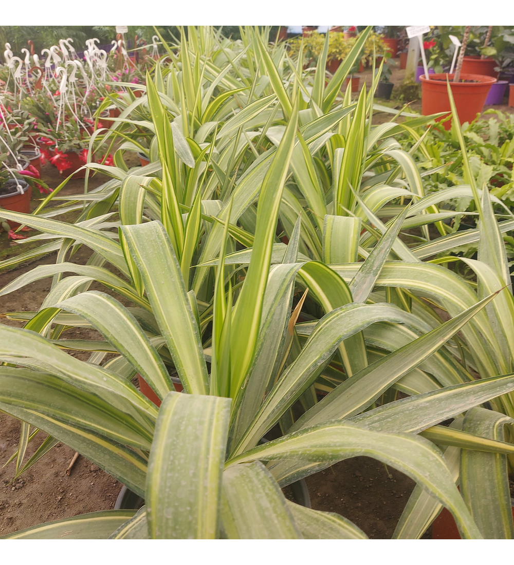 Yucca Variegada