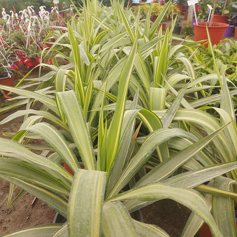 Yucca Variegada