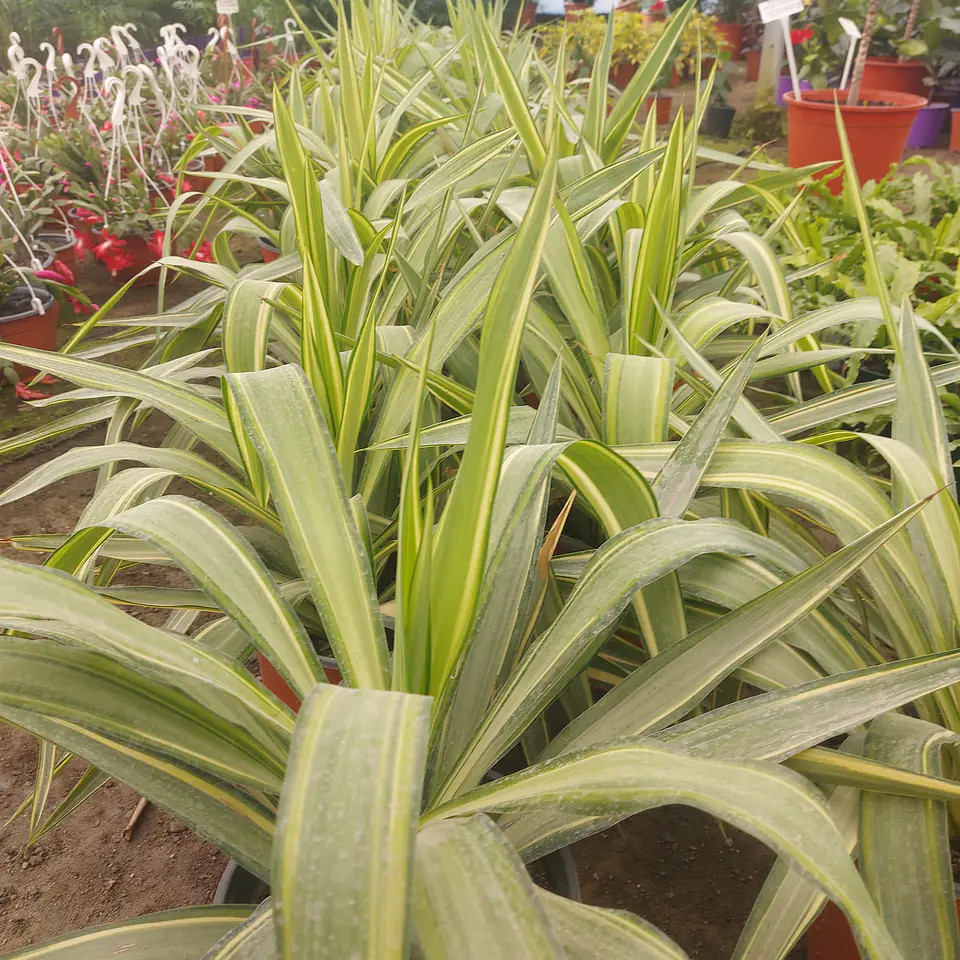 Yucca Variegada 2