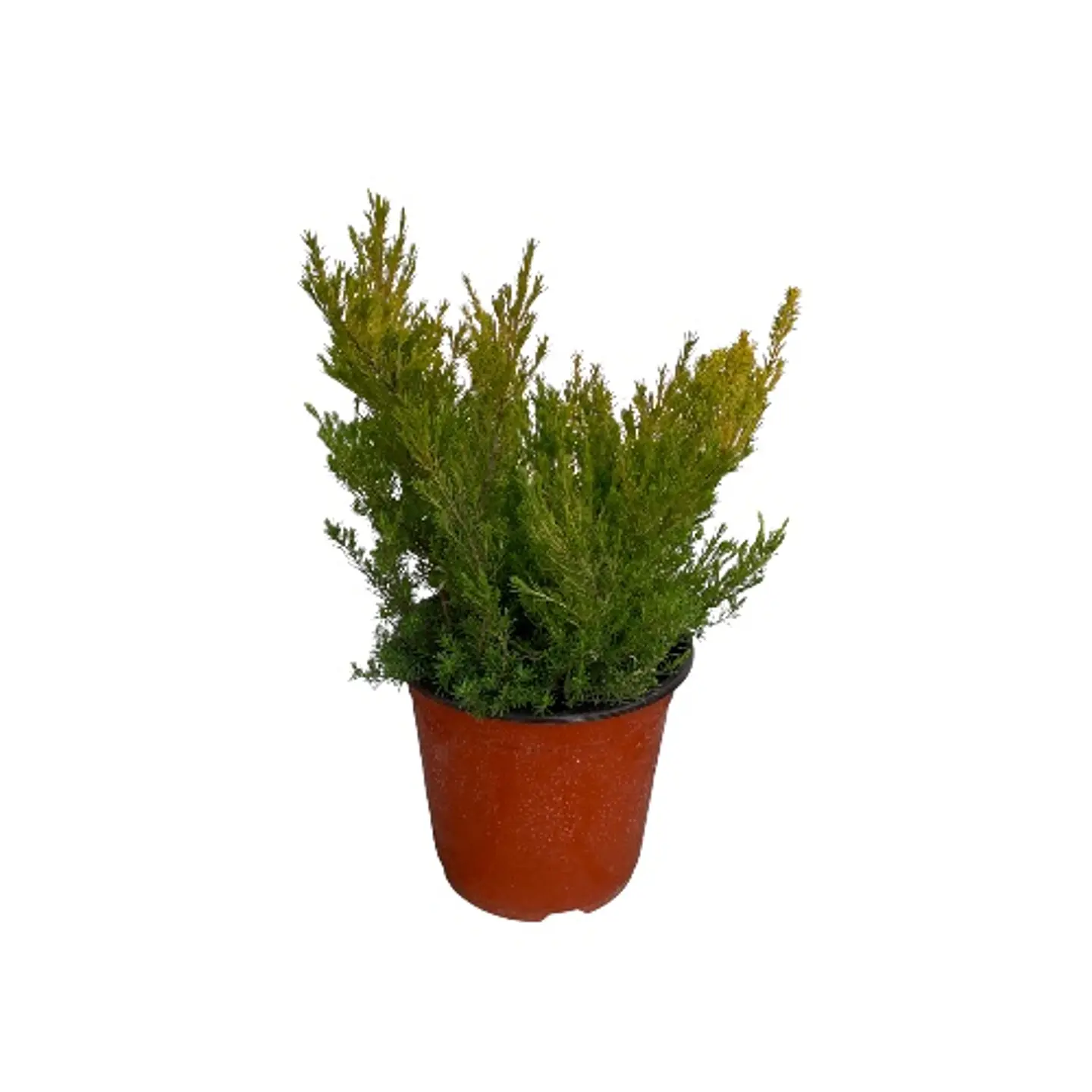 Diosma 3