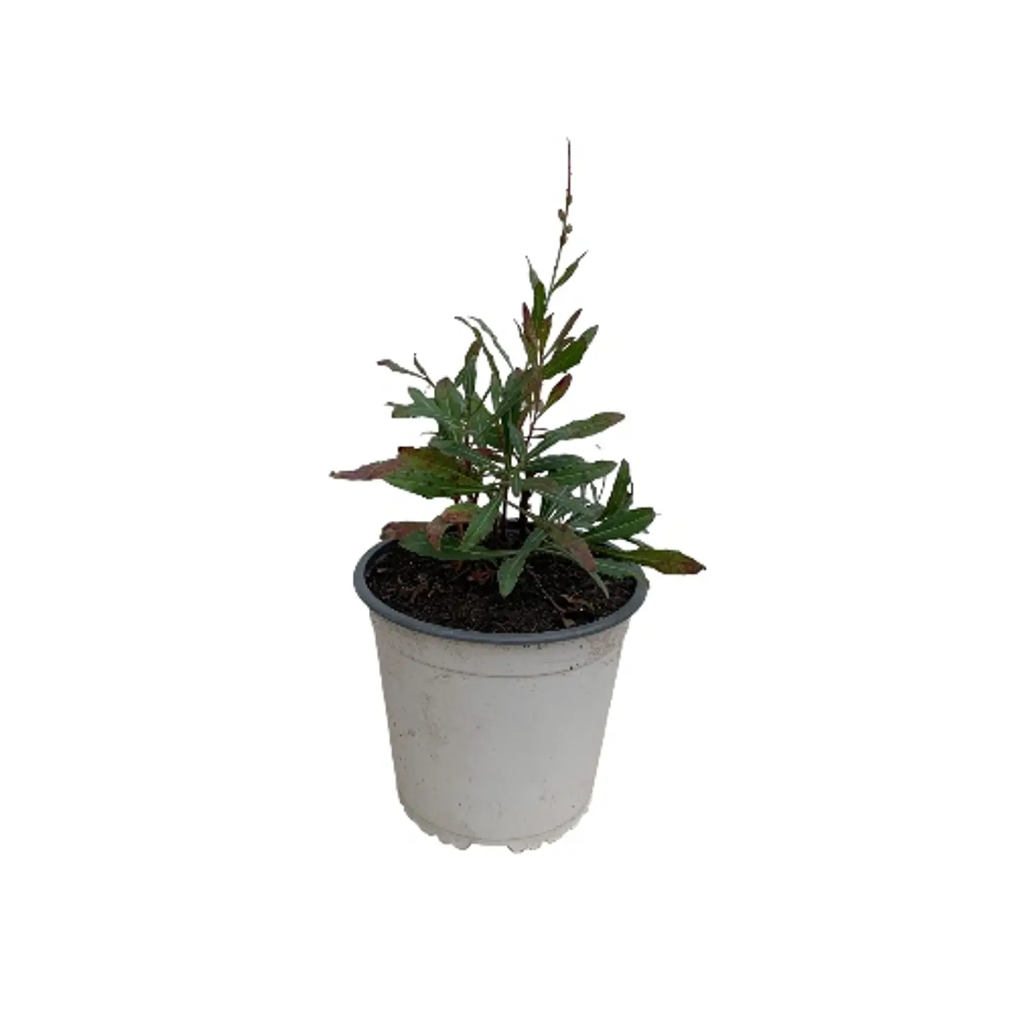 Gaura blanco 2