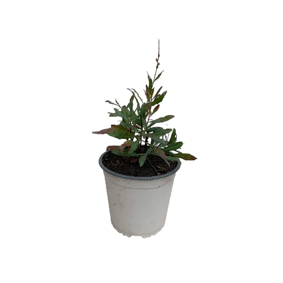 Gaura blanco 2