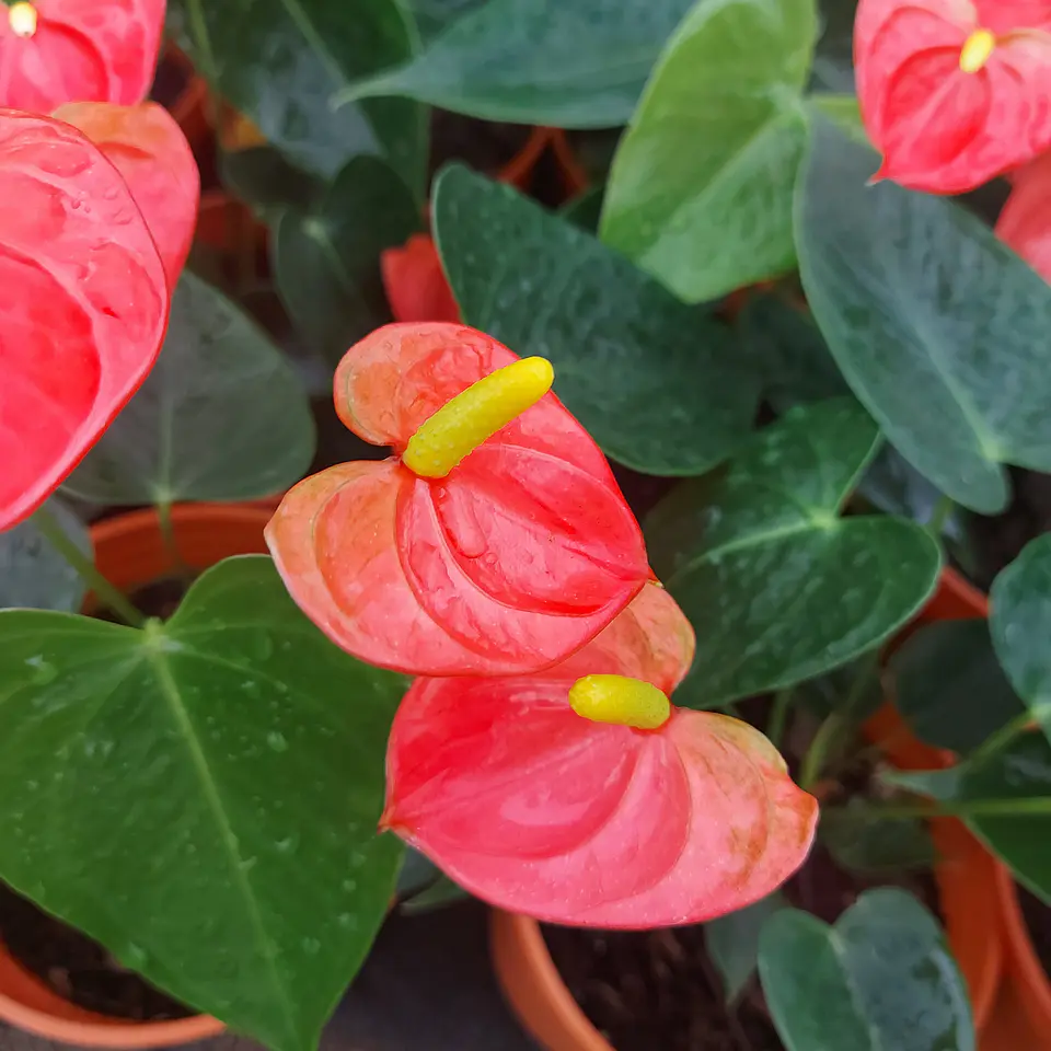 Anthurium andreanum 5