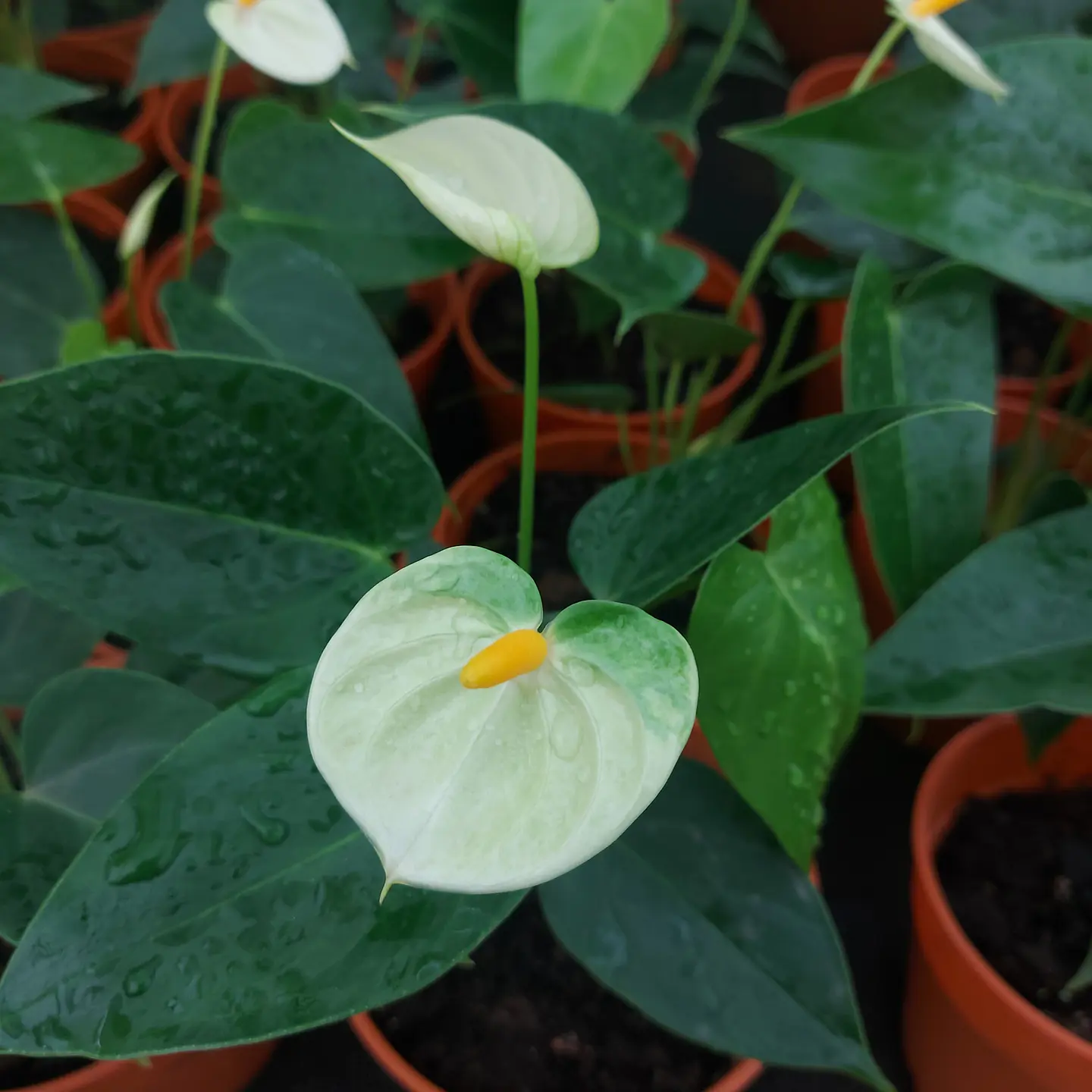 Anthurium andreanum 6