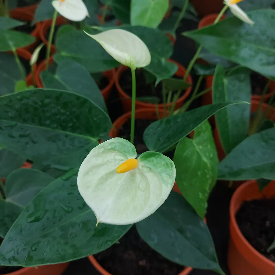 Anthurium andreanum 6