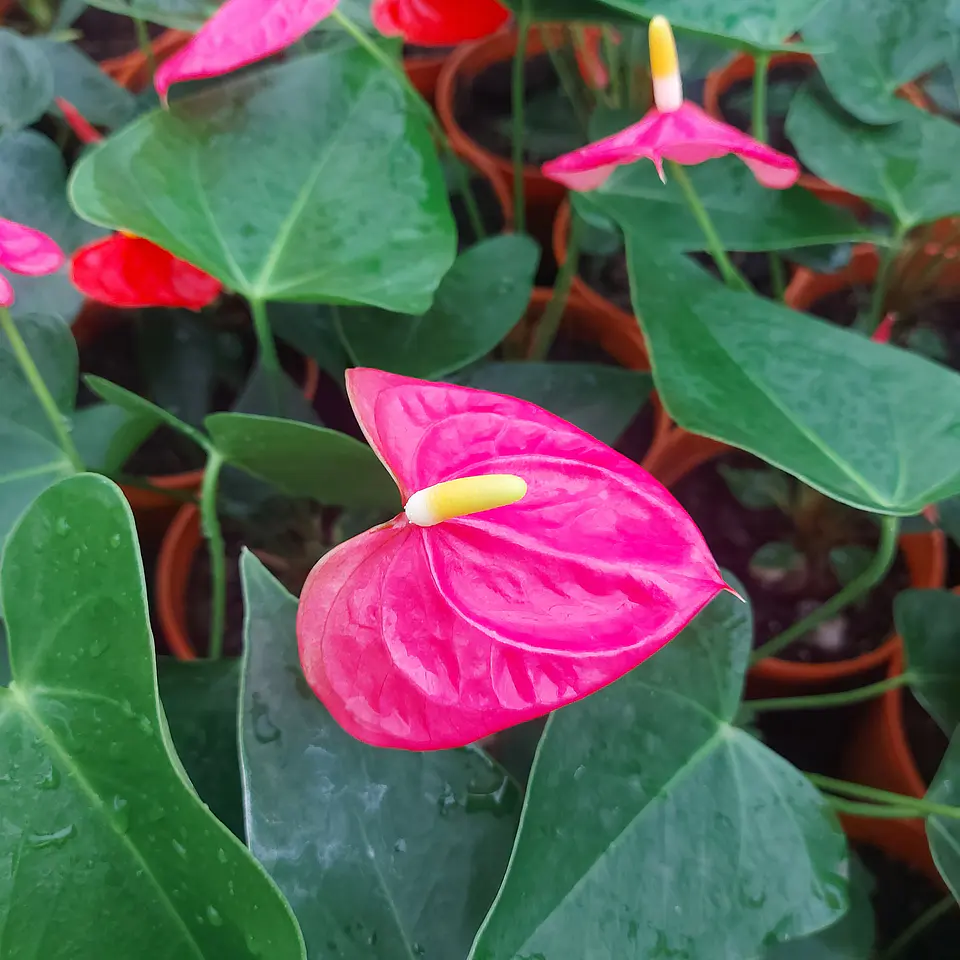 Anthurium andreanum 3