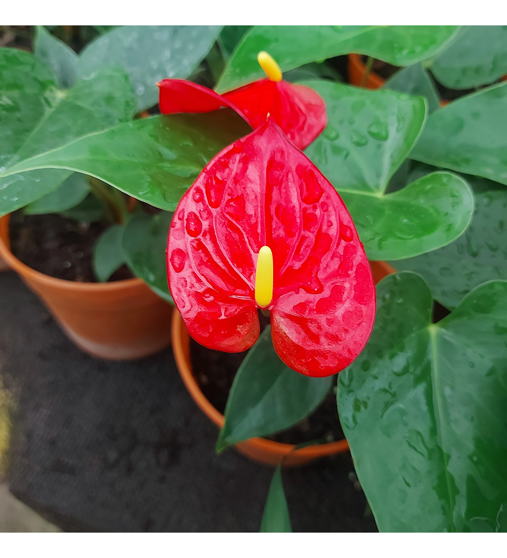 Anthurium andreanum