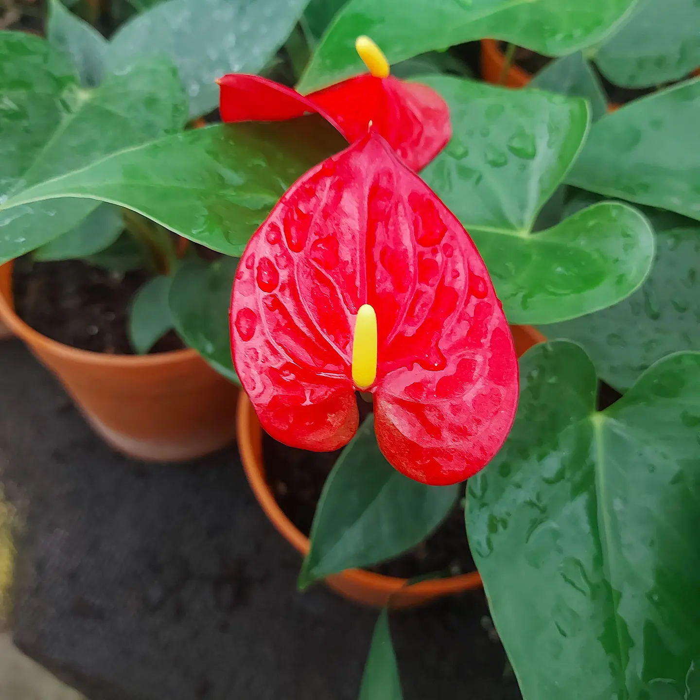 Anthurium andreanum 7