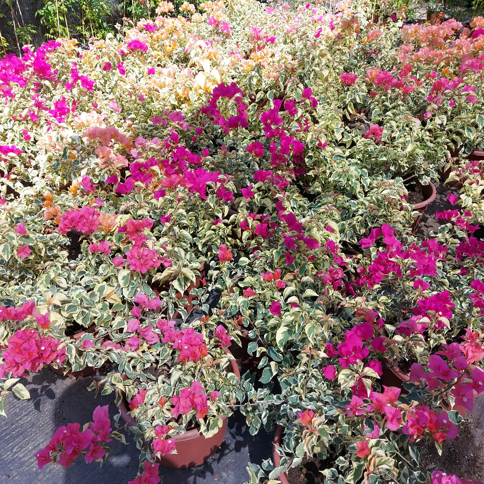 Bugambilia variegada 1