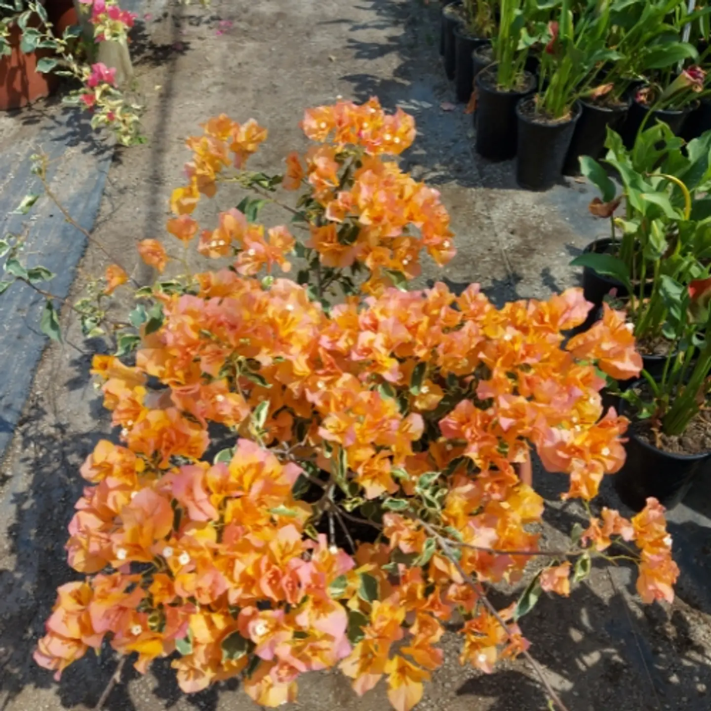 Bugambilia variegada 2