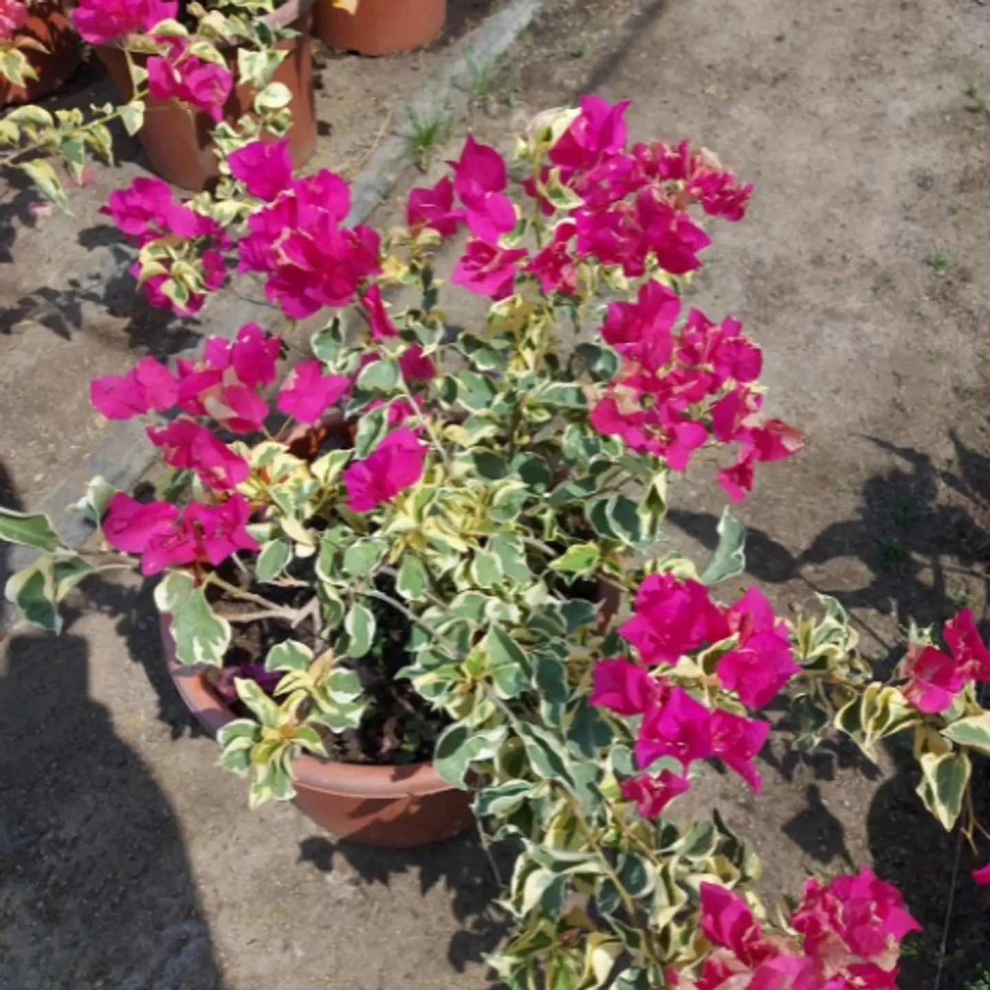 Bugambilia variegada 3