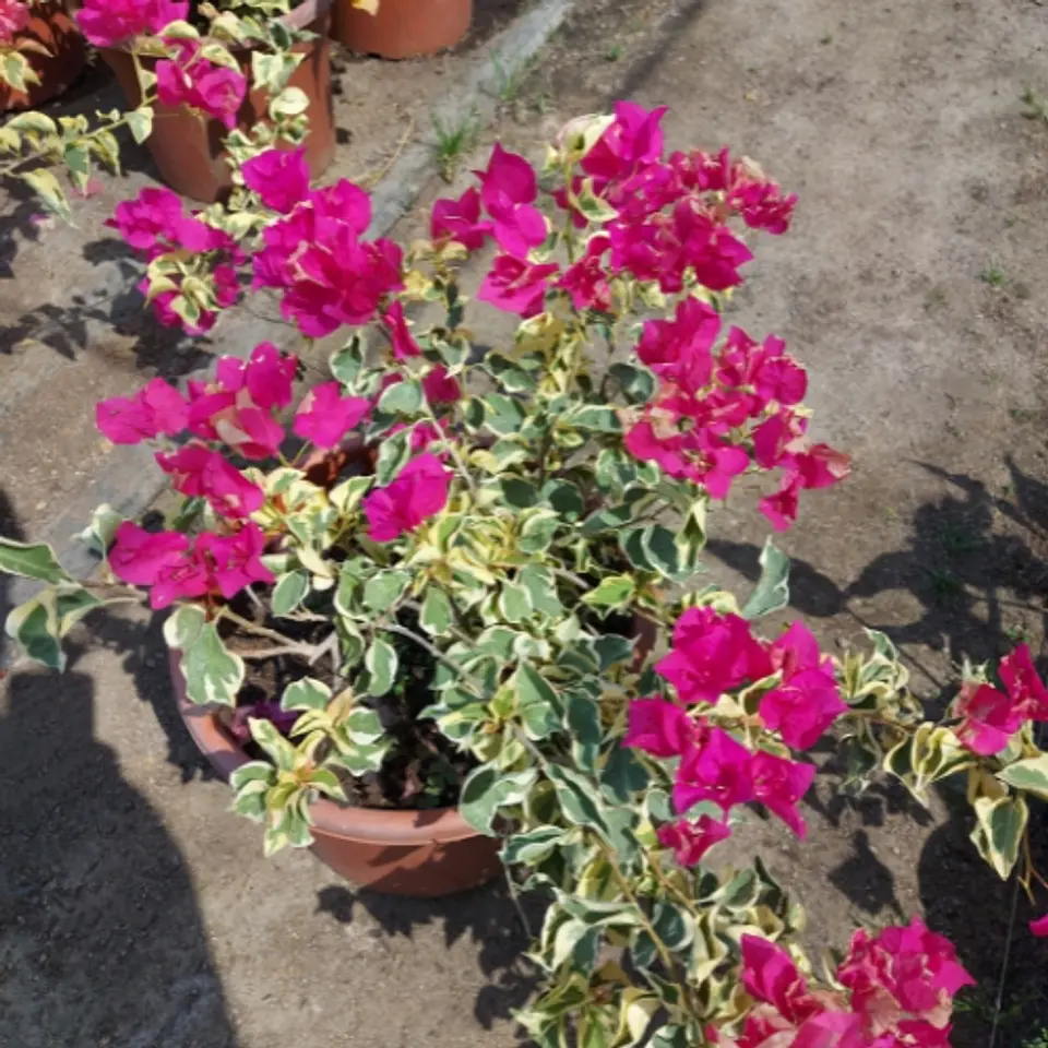 Bugambilia variegada 3