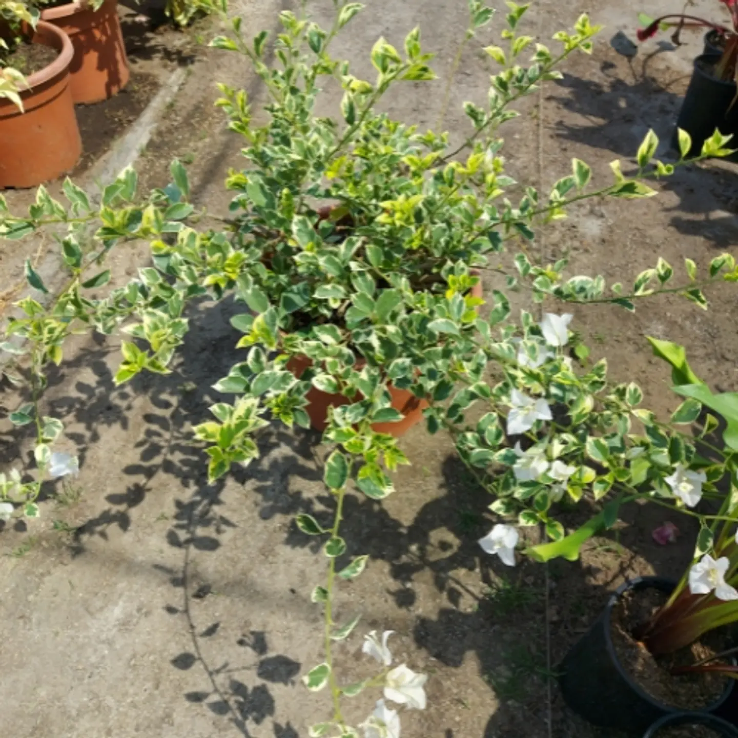 Bugambilia variegada 4