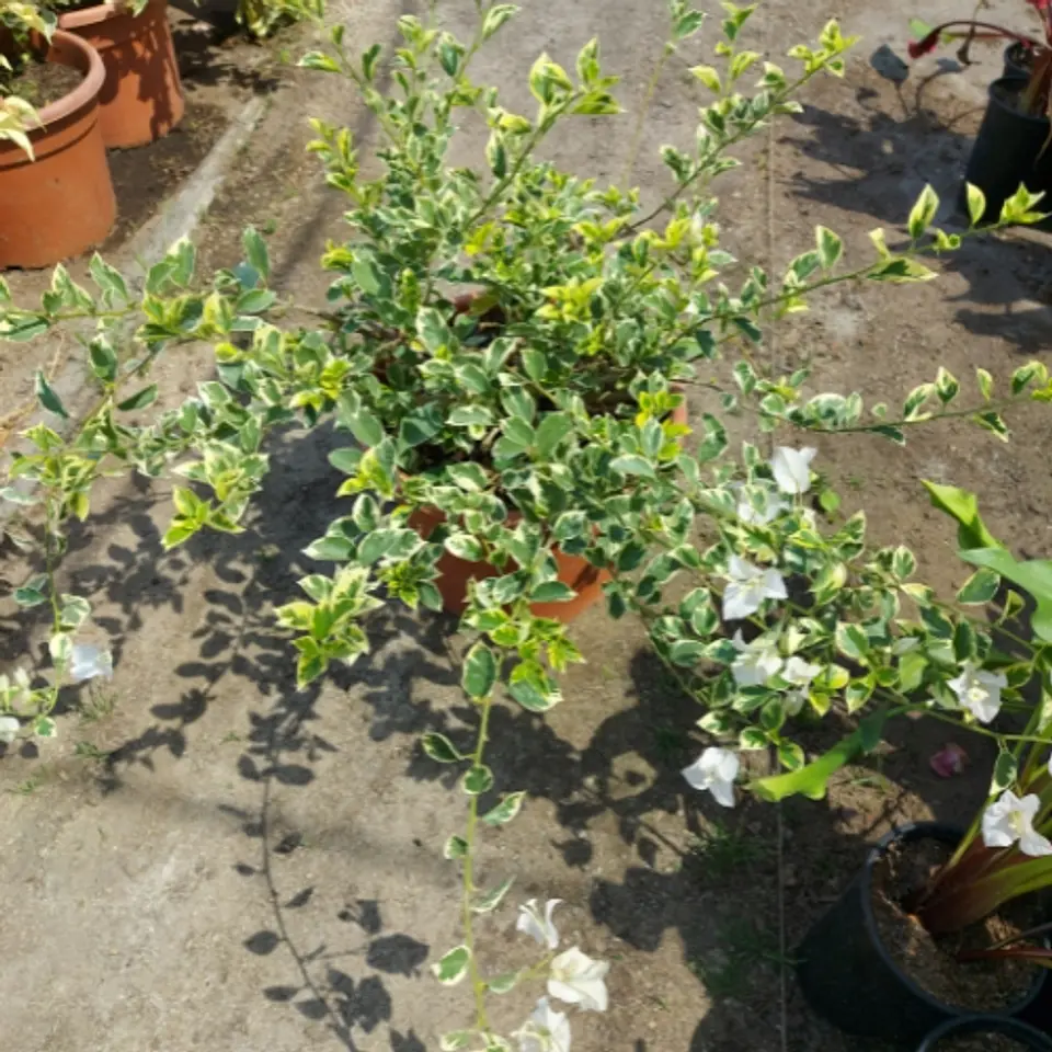 Bugambilia variegada 4