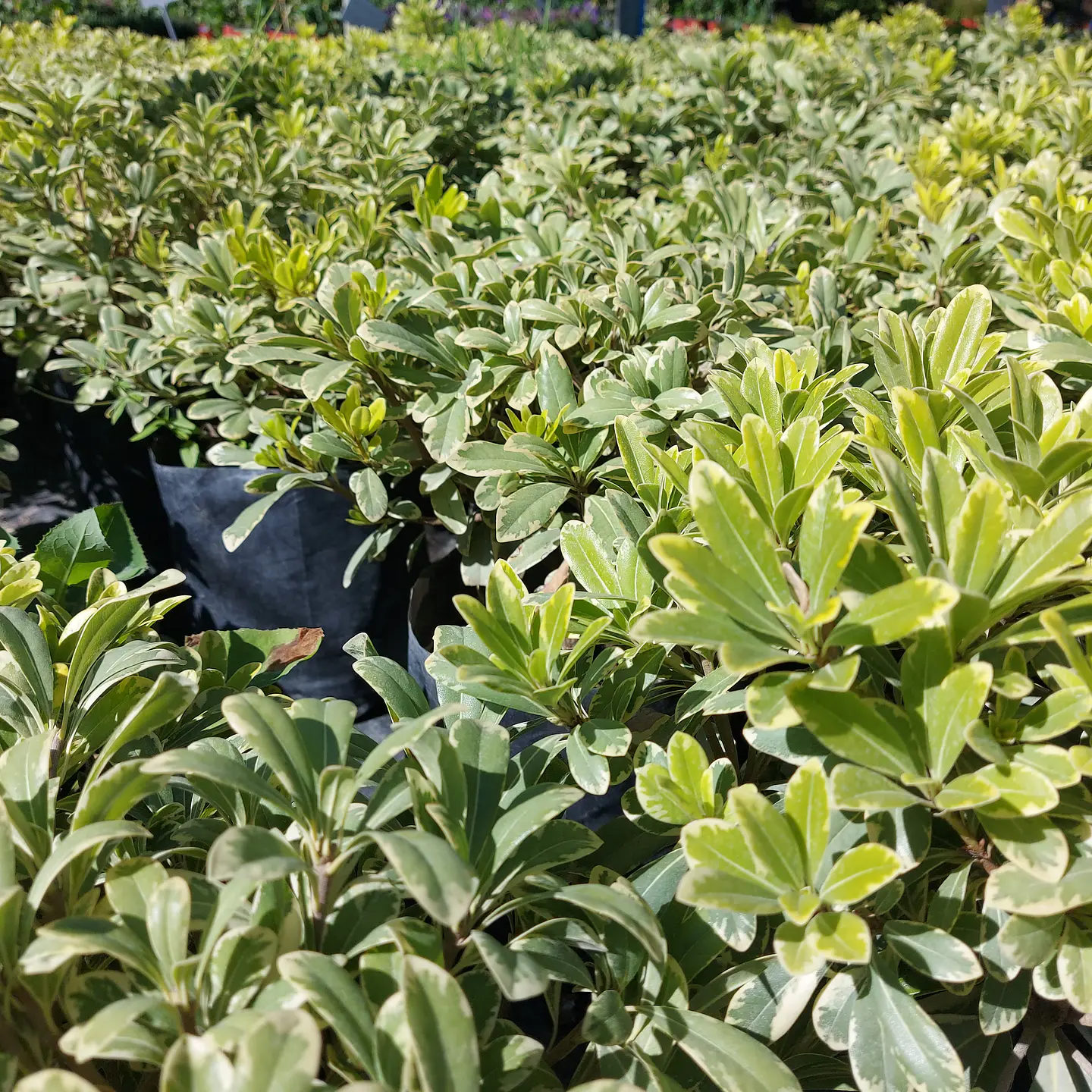 Pitosporo Tobira Enano Variegado 3