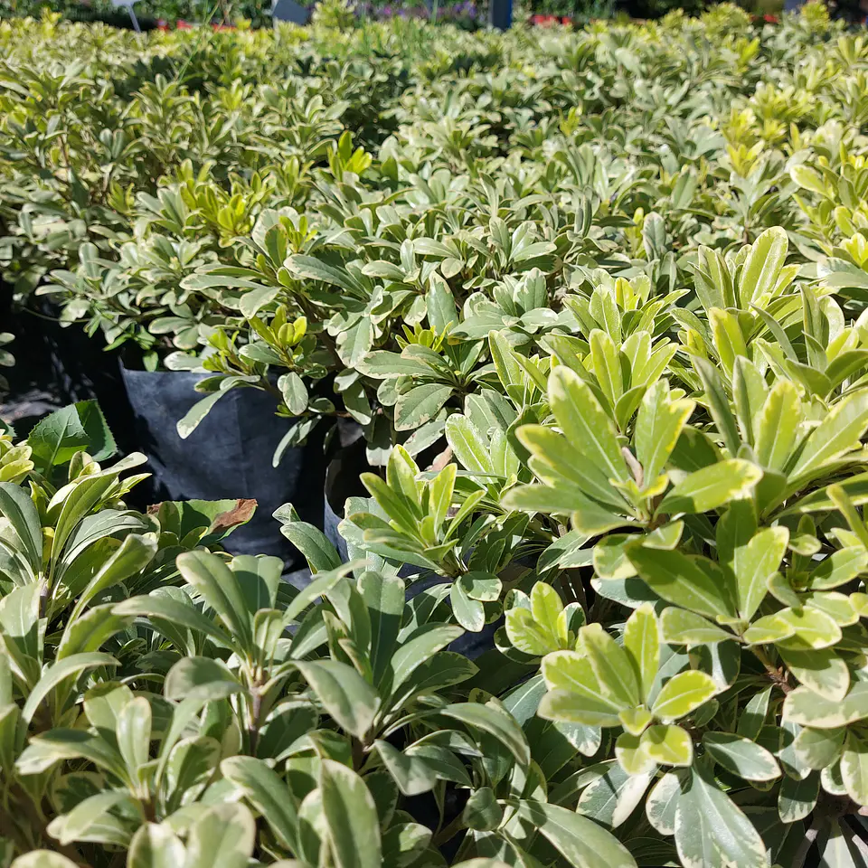 Pitosporo Tobira Enano Variegado 3