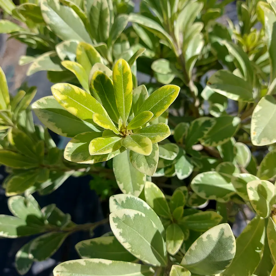 Pitosporo Tobira Enano Variegado 2