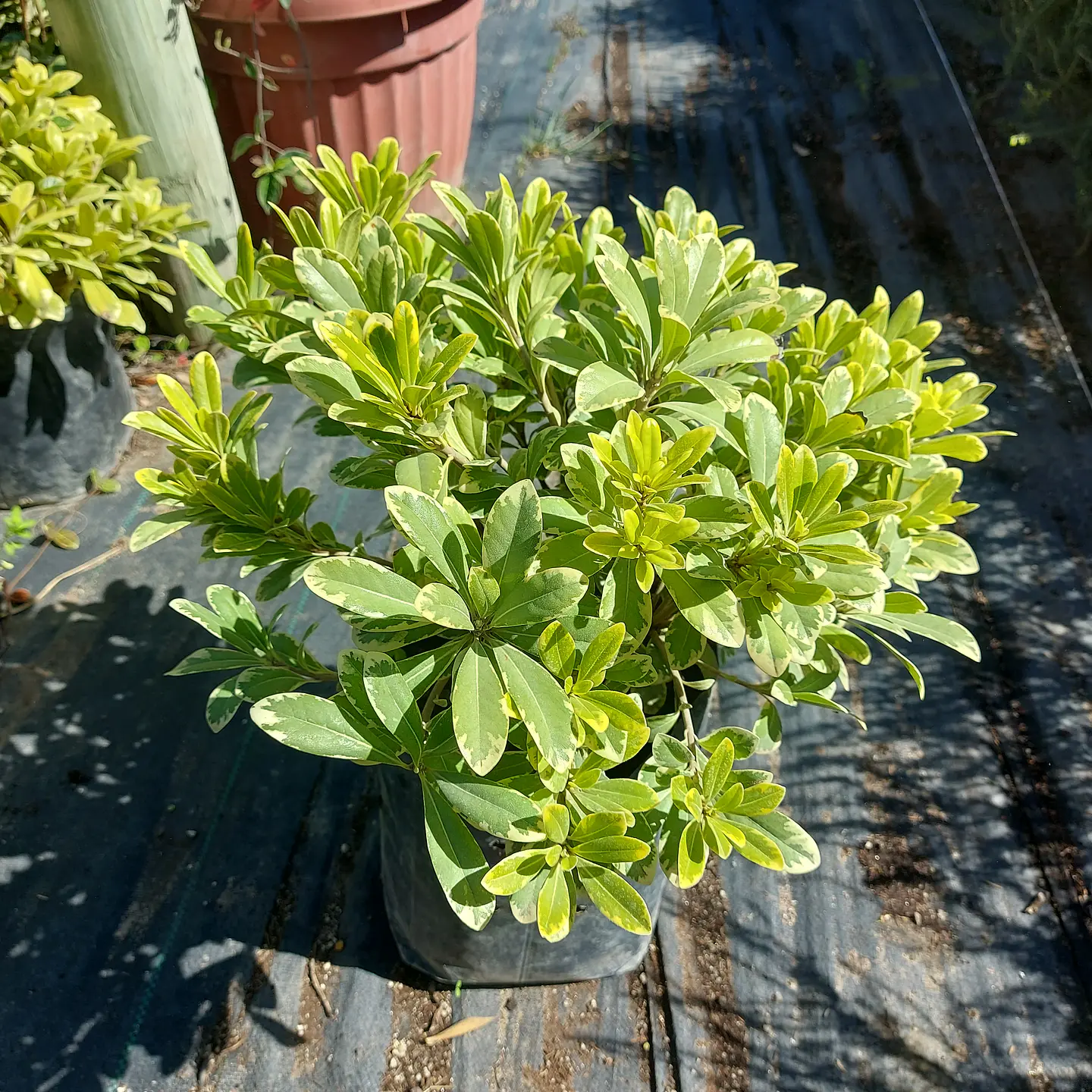 Pitosporo Tobira Enano Variegado 1