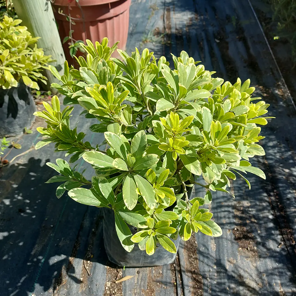Pitosporo Tobira Enano Variegado 1