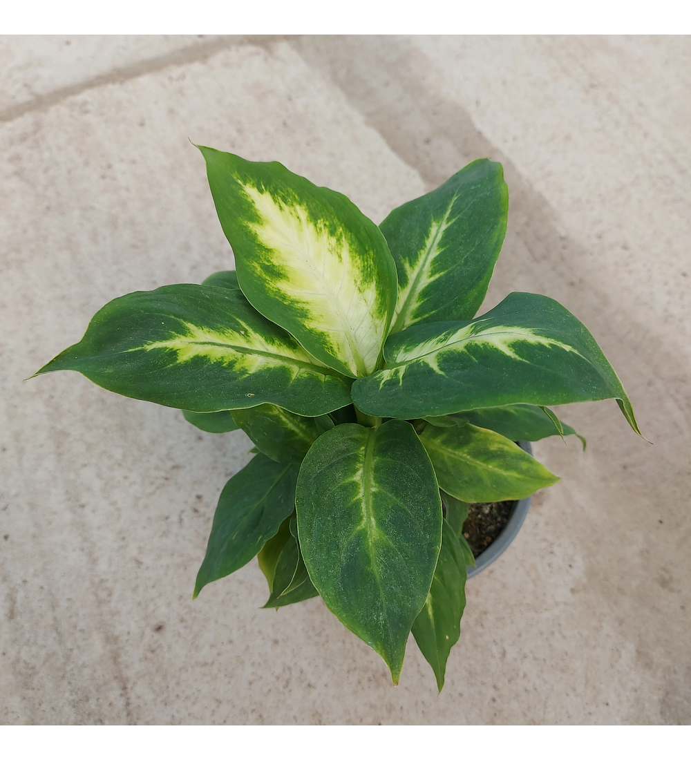 Dieffenbachia