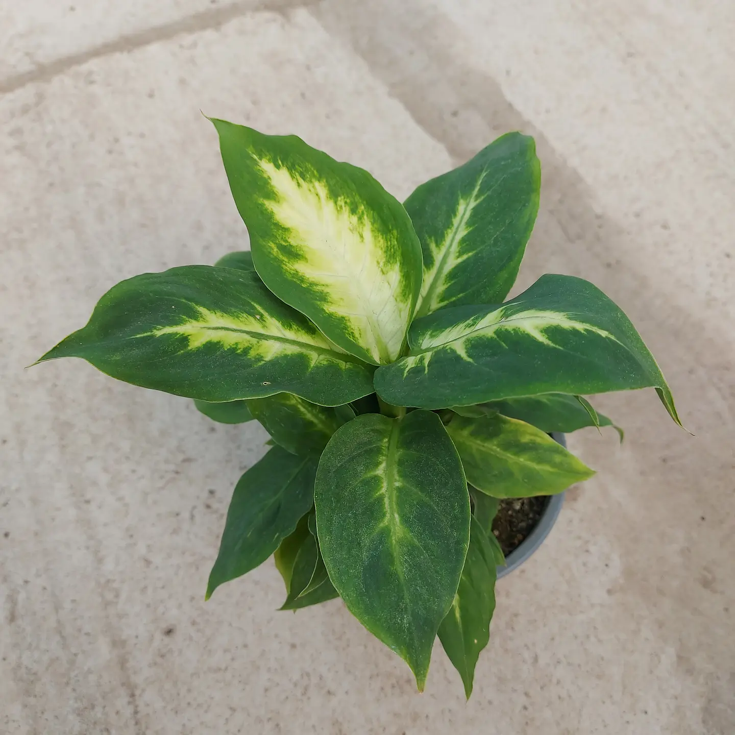 Dieffenbachia 1