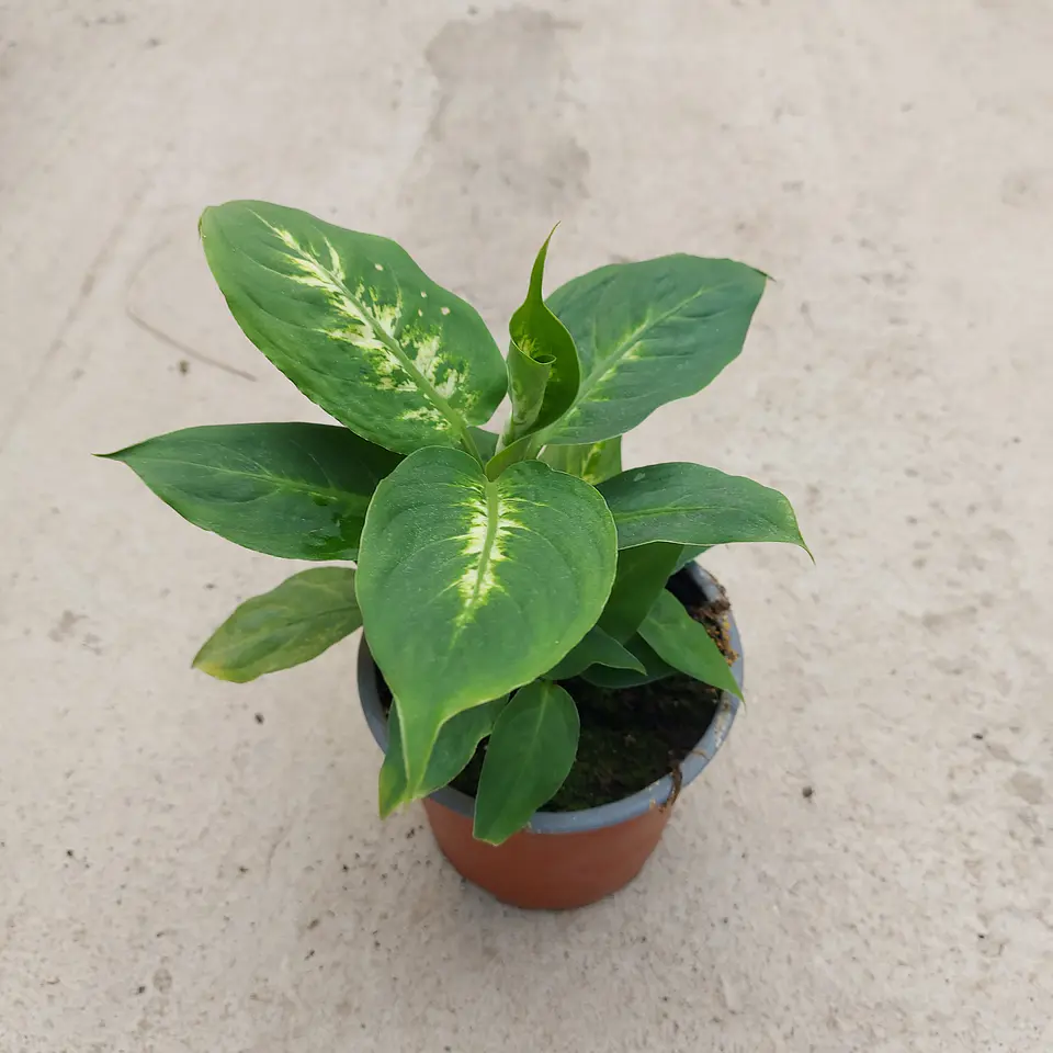 Dieffenbachia 2