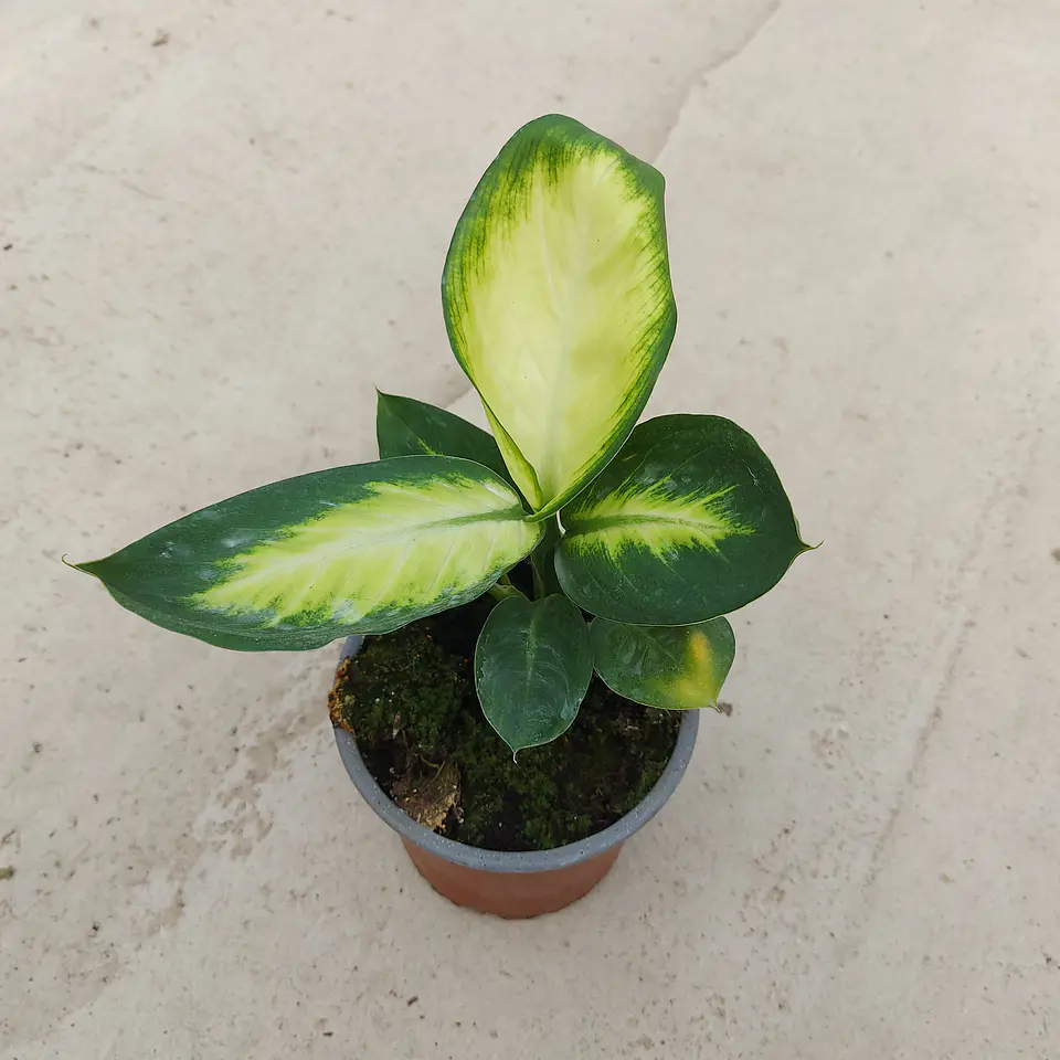 Dieffenbachia 3