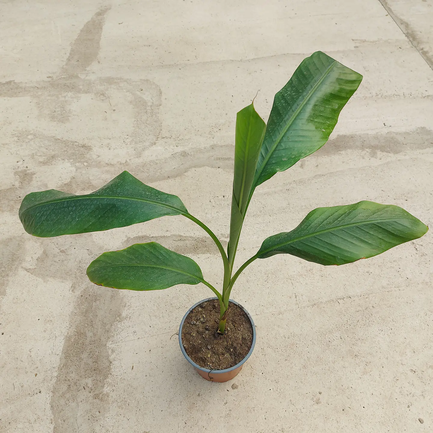 Musa Velutina 3