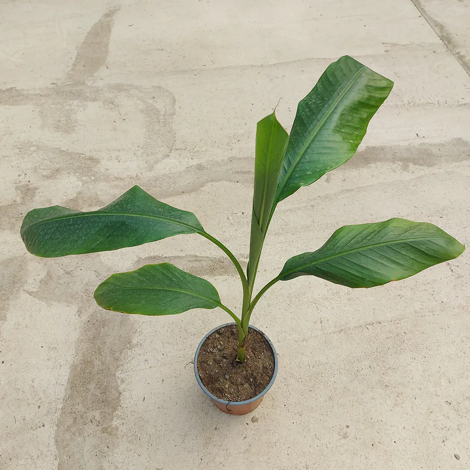 Musa Velutina 3