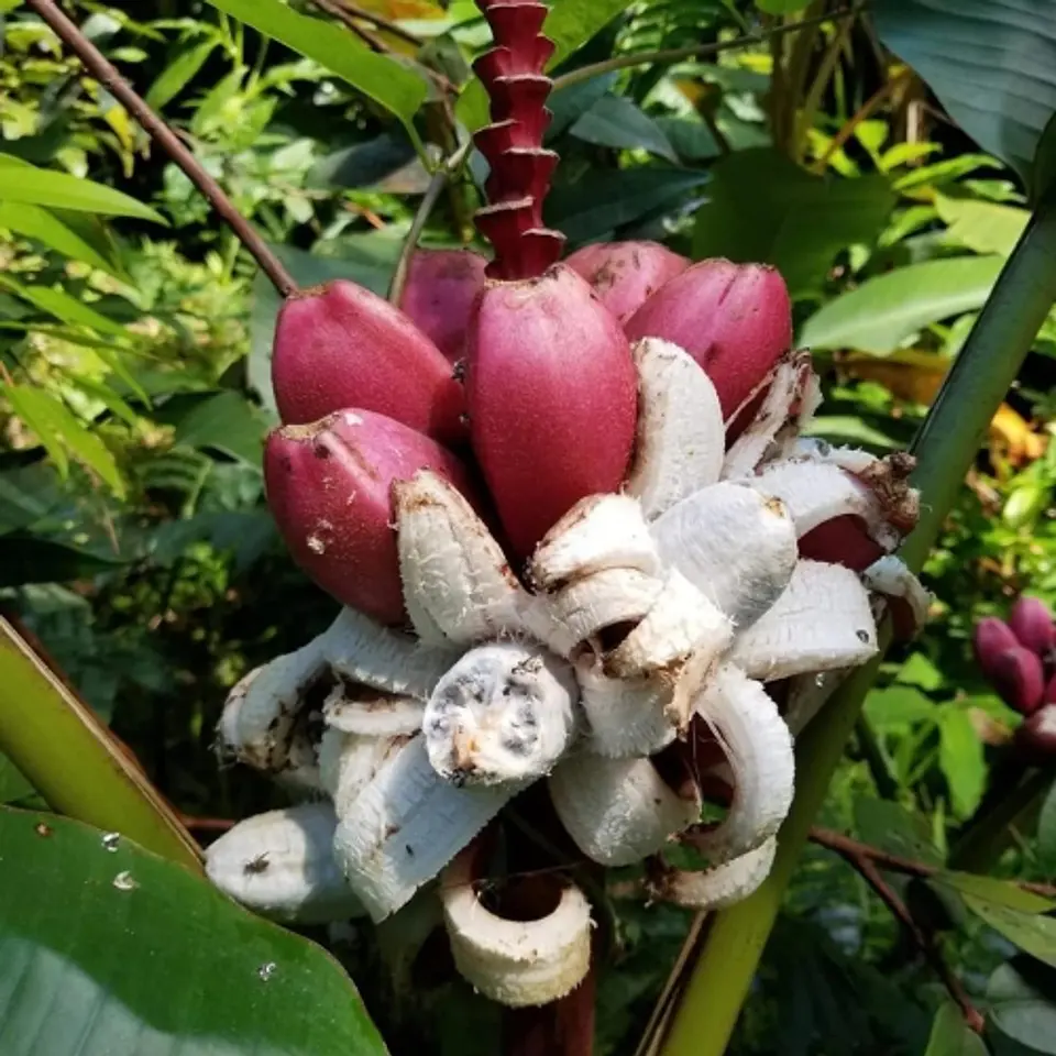 Musa Velutina 4