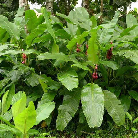 Musa Velutina