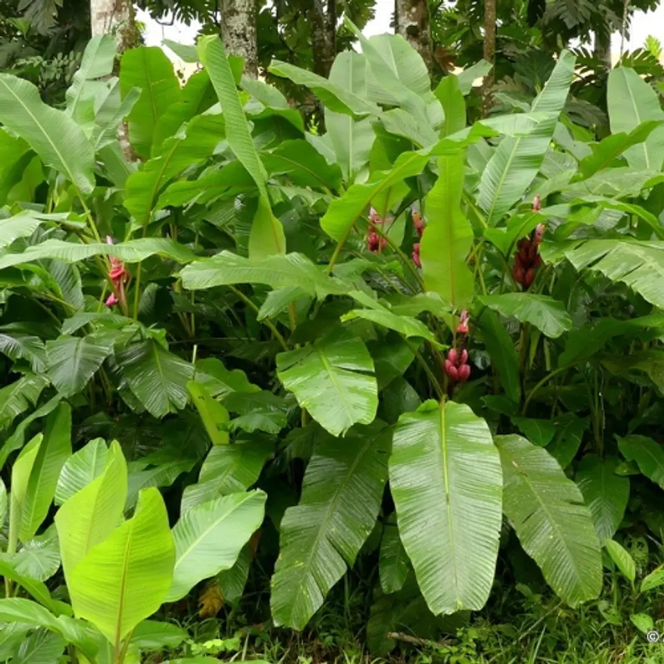 Musa Velutina 2