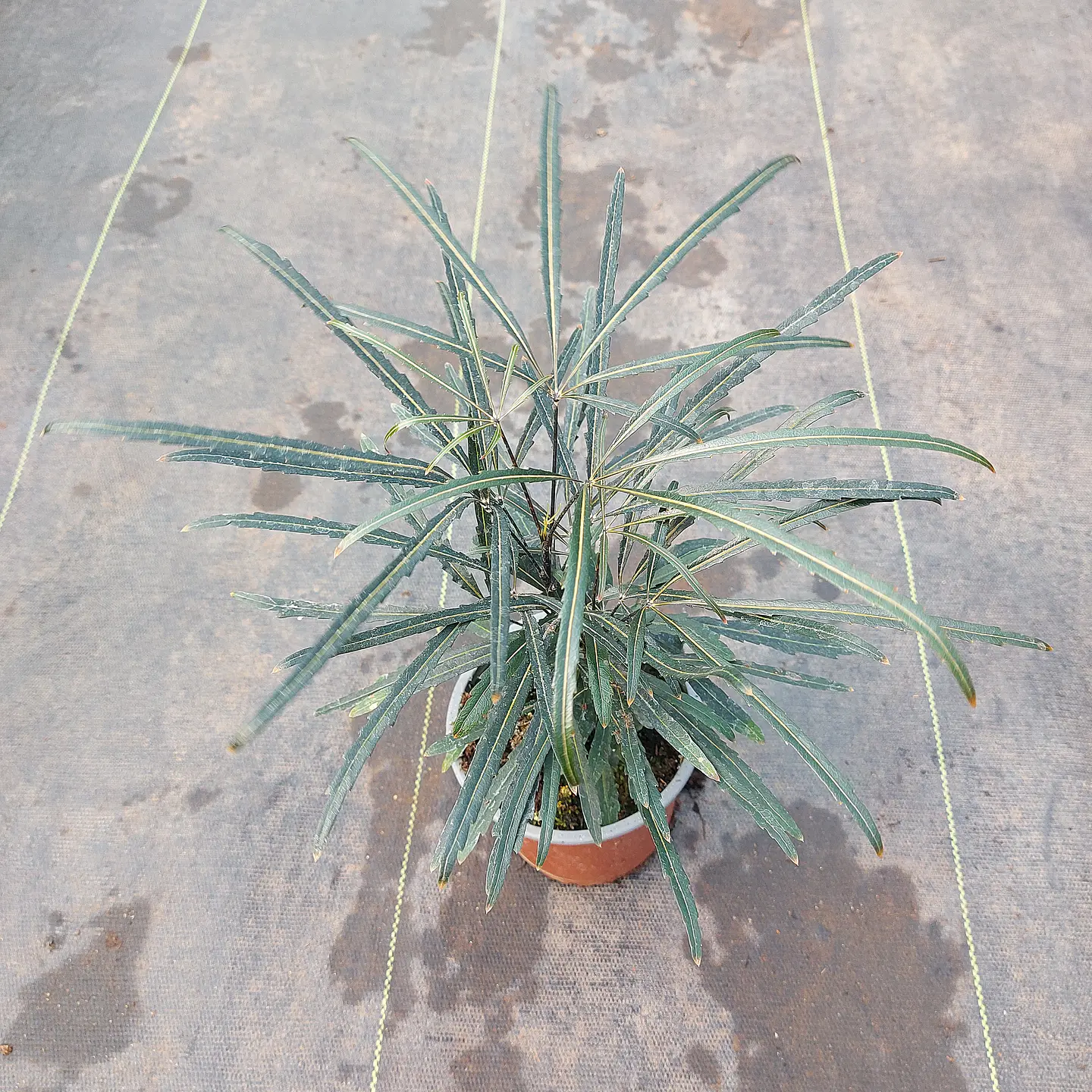 Aralia Elegantisima 1