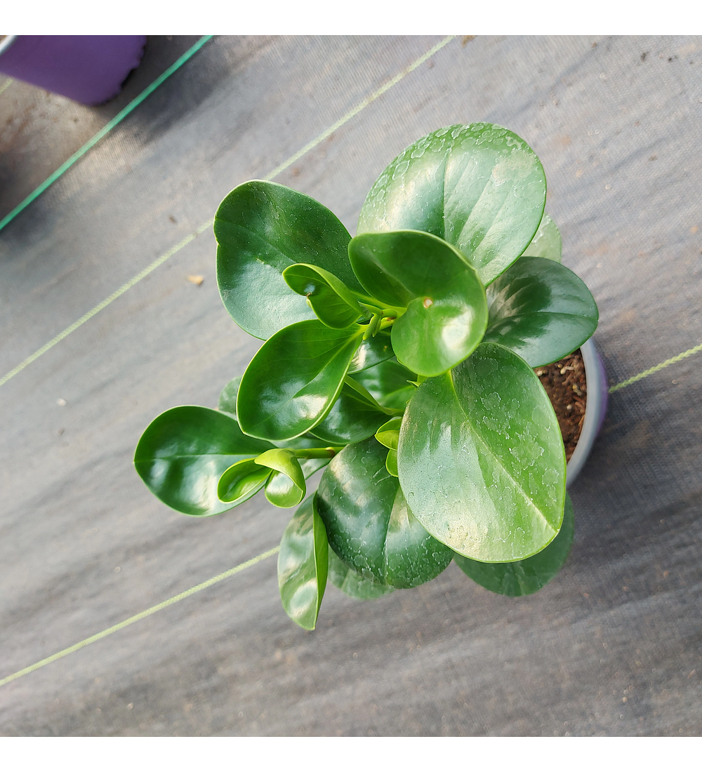 Peperomia Obtusifolia