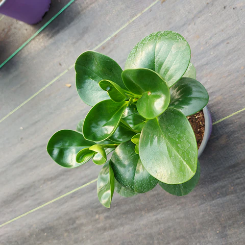 Peperomia Obtusifolia