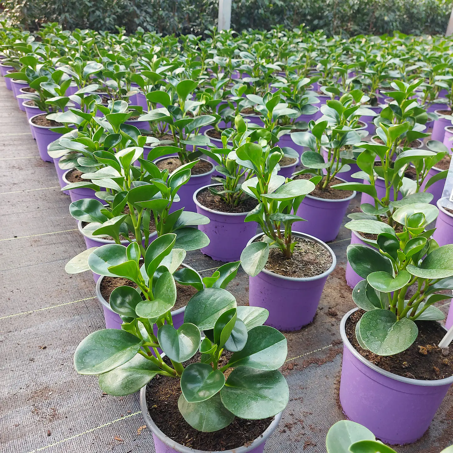 Peperomia Obtusifolia 2