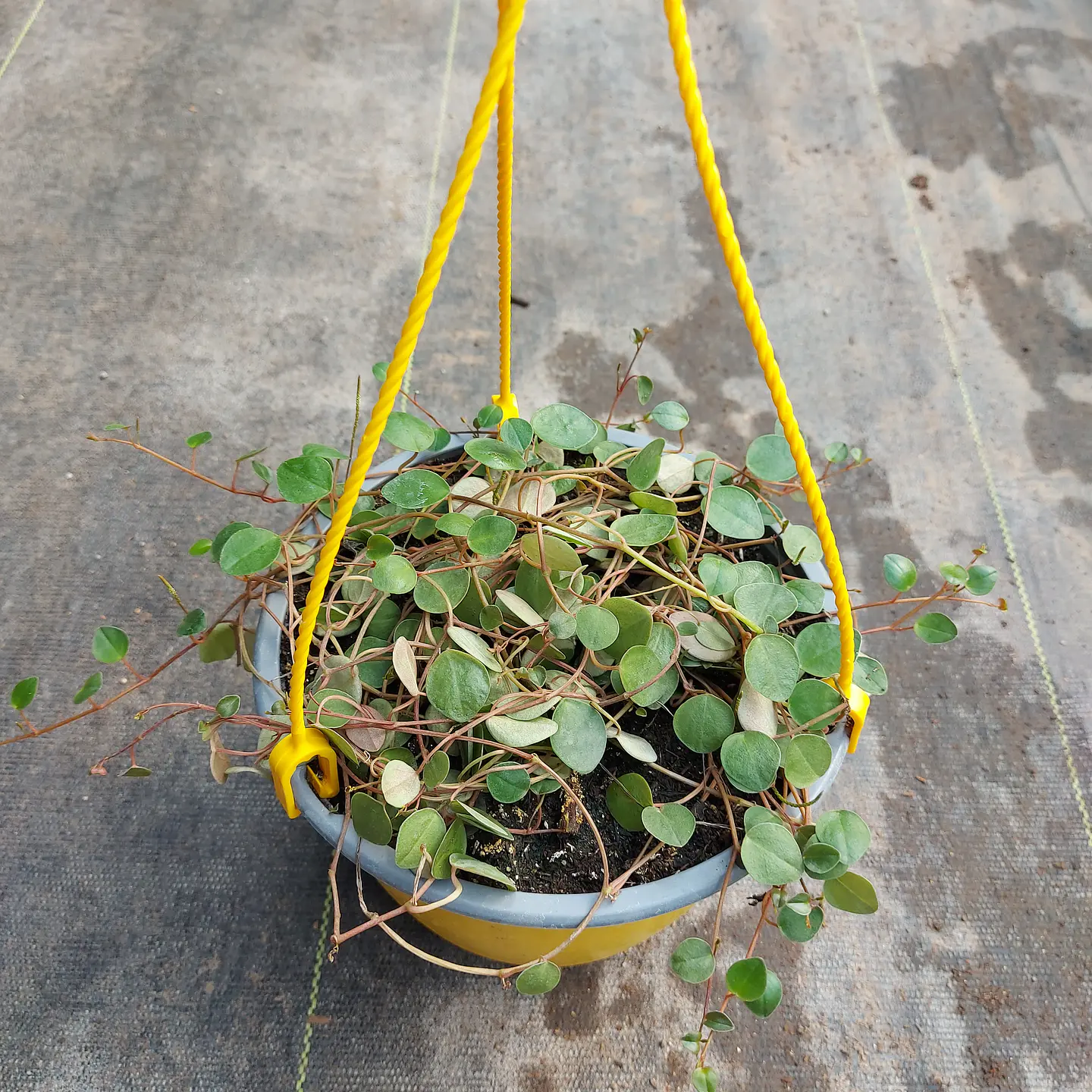 Peperomia Rotundifolia 1